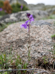 Linaria elegans