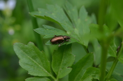Plateumaris consimilis