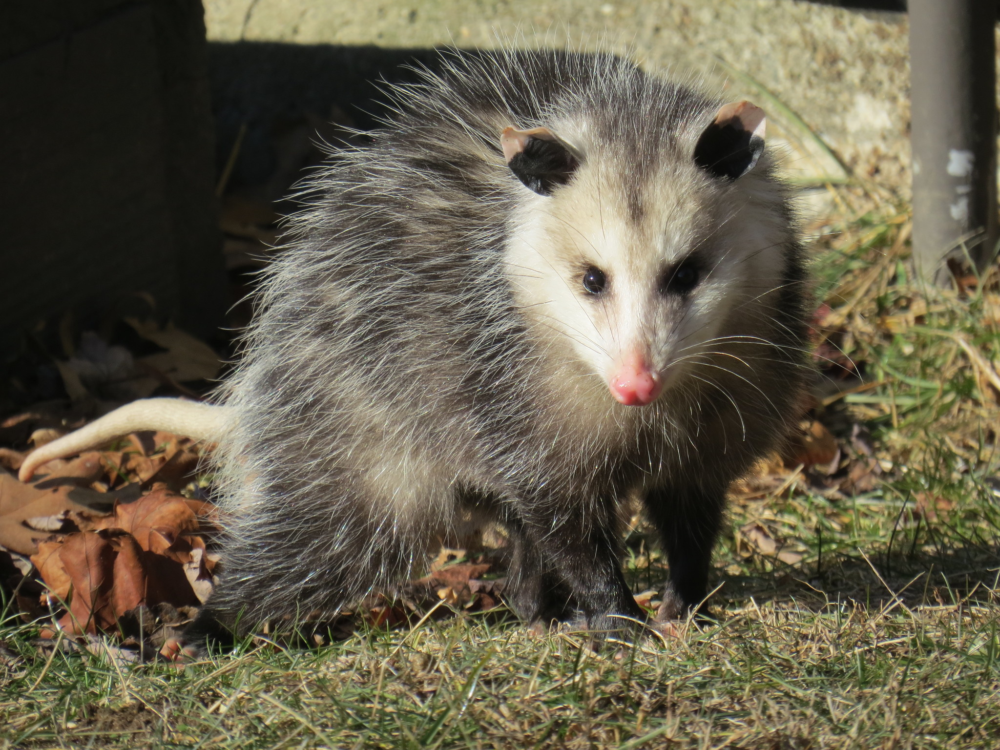Virginia Opossum (Didelphis virginiana) · iNaturalist
