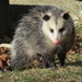 Virginia Opossum - Photo (c) Greg Hanisek, some rights reserved (CC BY-NC), uploaded by Greg Hanisek