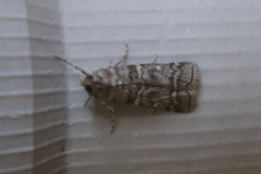 Dioryctria simplicella