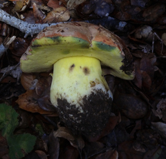Butyriboletus persolidus