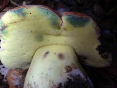 Butyriboletus persolidus