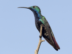 Anthracothorax nigricollis