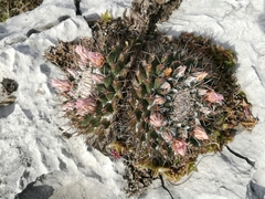 Mammillaria melanocentra melanocentra