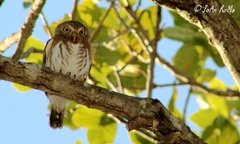 Glaucidium palmarum