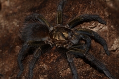 Phormictopus auratus