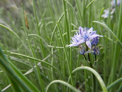 Scilla verna