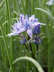 Scilla verna
