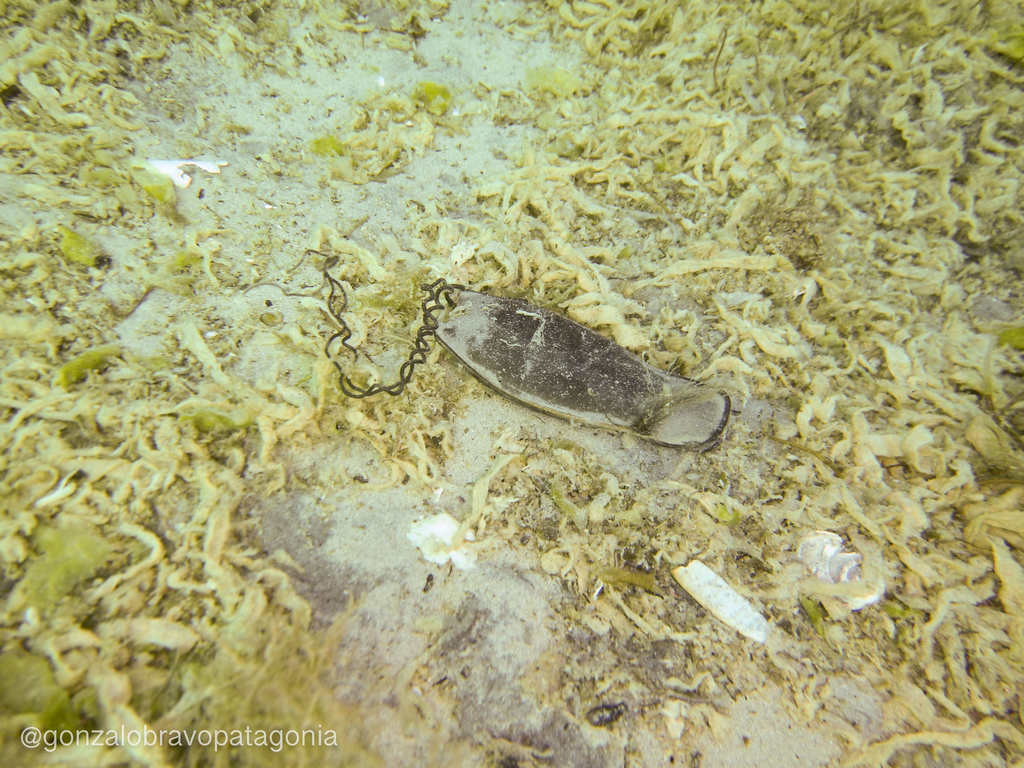Narrowmouth cat shark (Schroederichthys bivius) — Scyliorhinidae