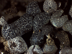 Physarum apiculosporum