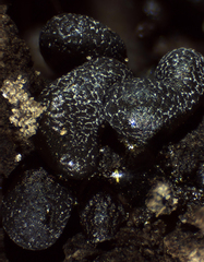 Physarum apiculosporum