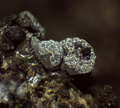 Physarum apiculosporum