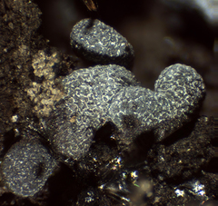 Physarum apiculosporum