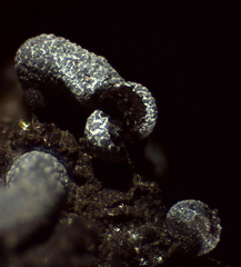 Physarum apiculosporum