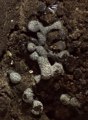 Physarum apiculosporum