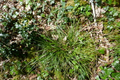 Carex pilulifera