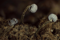 Physarum nigripodium