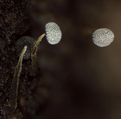 Physarum nigripodium