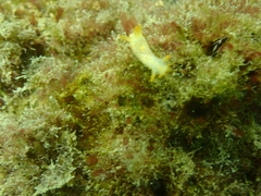 Crimora papillata