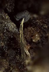 Physarum nigripodium