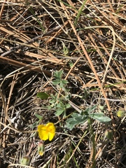 Potentilla concinna divisa