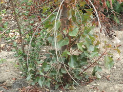 Brachychiton populneus