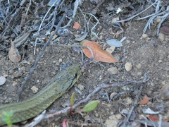 Galvarinus chilensis