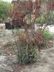 Brachychiton populneus