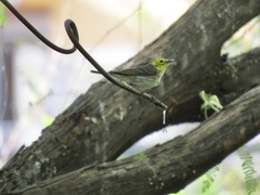 Setophaga townsendi × occidentalis