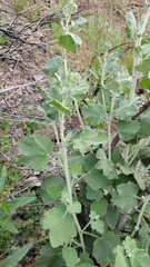 Malacothamnus hallii