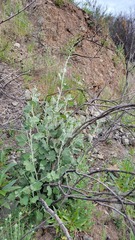 Malacothamnus hallii