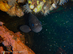Acanthistius patachonicus