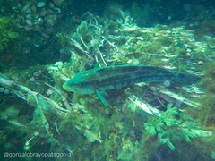 Pinguipes brasilianus