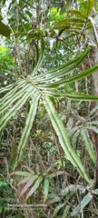 Salpichlaena volubilis