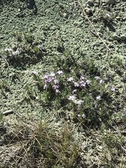 Phlox alyssifolia