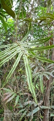 Salpichlaena volubilis