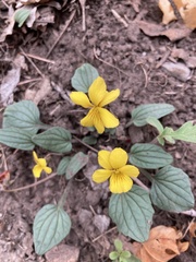 Viola purpurea