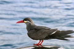Inca Tern photo 3