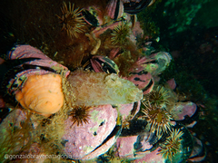 Ascidiella aspersa