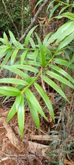 Podocarpus guatemalensis
