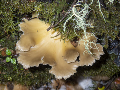 Pleurotus purpureo-olivaceus