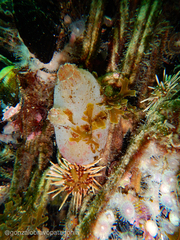 Ascidiella aspersa