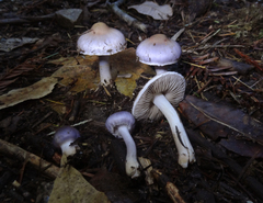Inocybe lilacina