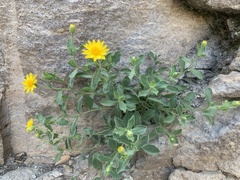 Heterotheca viscida