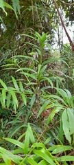 Podocarpus guatemalensis