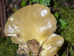 Pleurotus purpureo-olivaceus