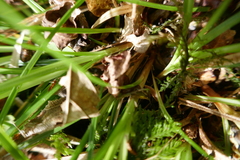 Carex pilulifera