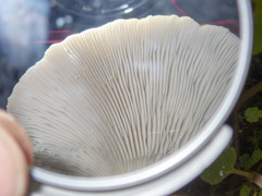 Pleurotus purpureo-olivaceus