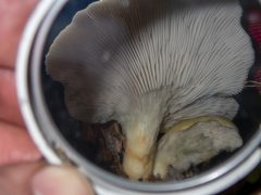 Pleurotus purpureo-olivaceus